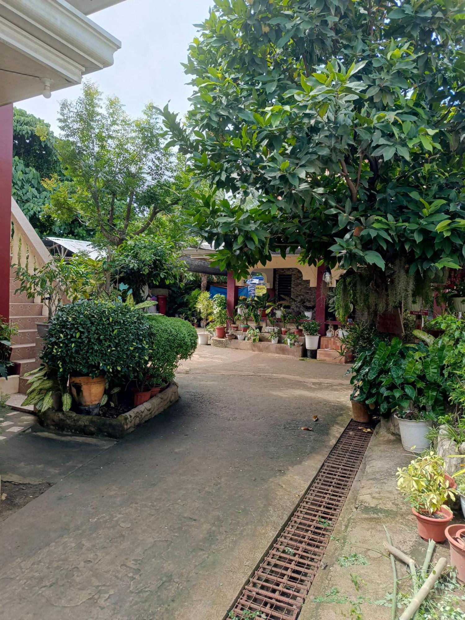 Peace Lily Studio Apartments Panglao Exterior photo